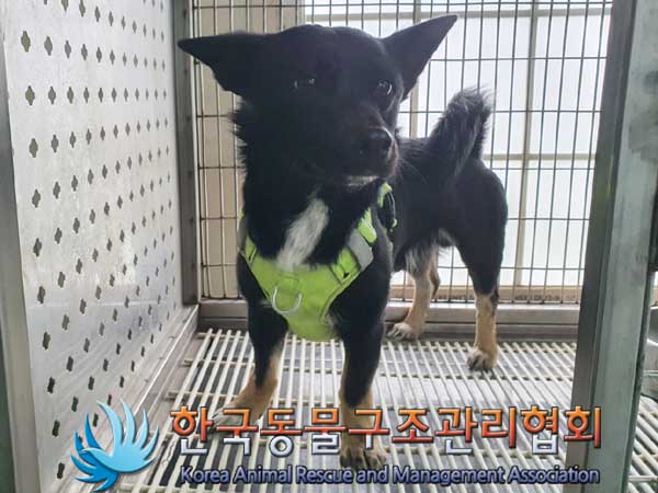 한국동물구조관리협회_411306202300179