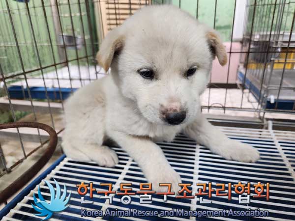한국동물구조관리협회_441406202300290