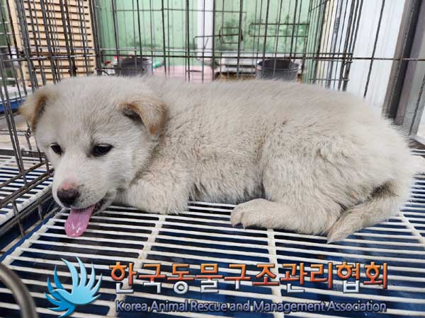 한국동물구조관리협회_441406202300291