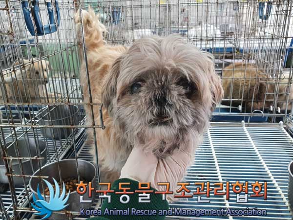 한국동물구조관리협회_441406202300289