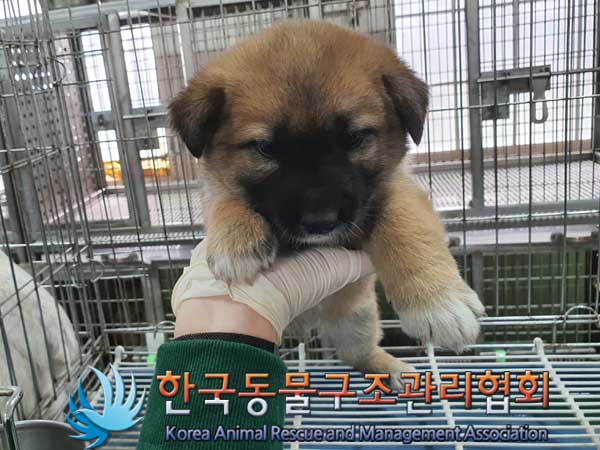 한국동물구조관리협회_441560202300264