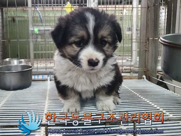 한국동물구조관리협회_441560202300263