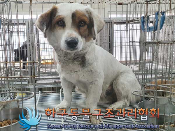 한국동물구조관리협회_441560202300262