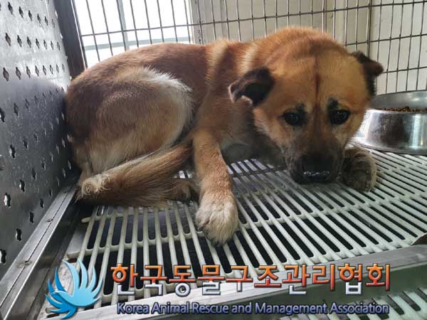 한국동물구조관리협회_441560202300260
