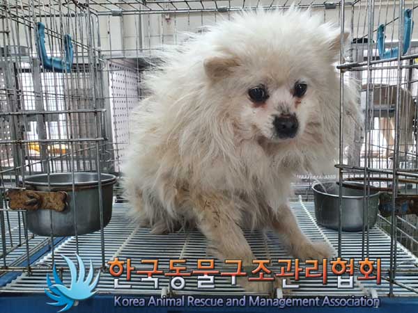 한국동물구조관리협회_441560202300261