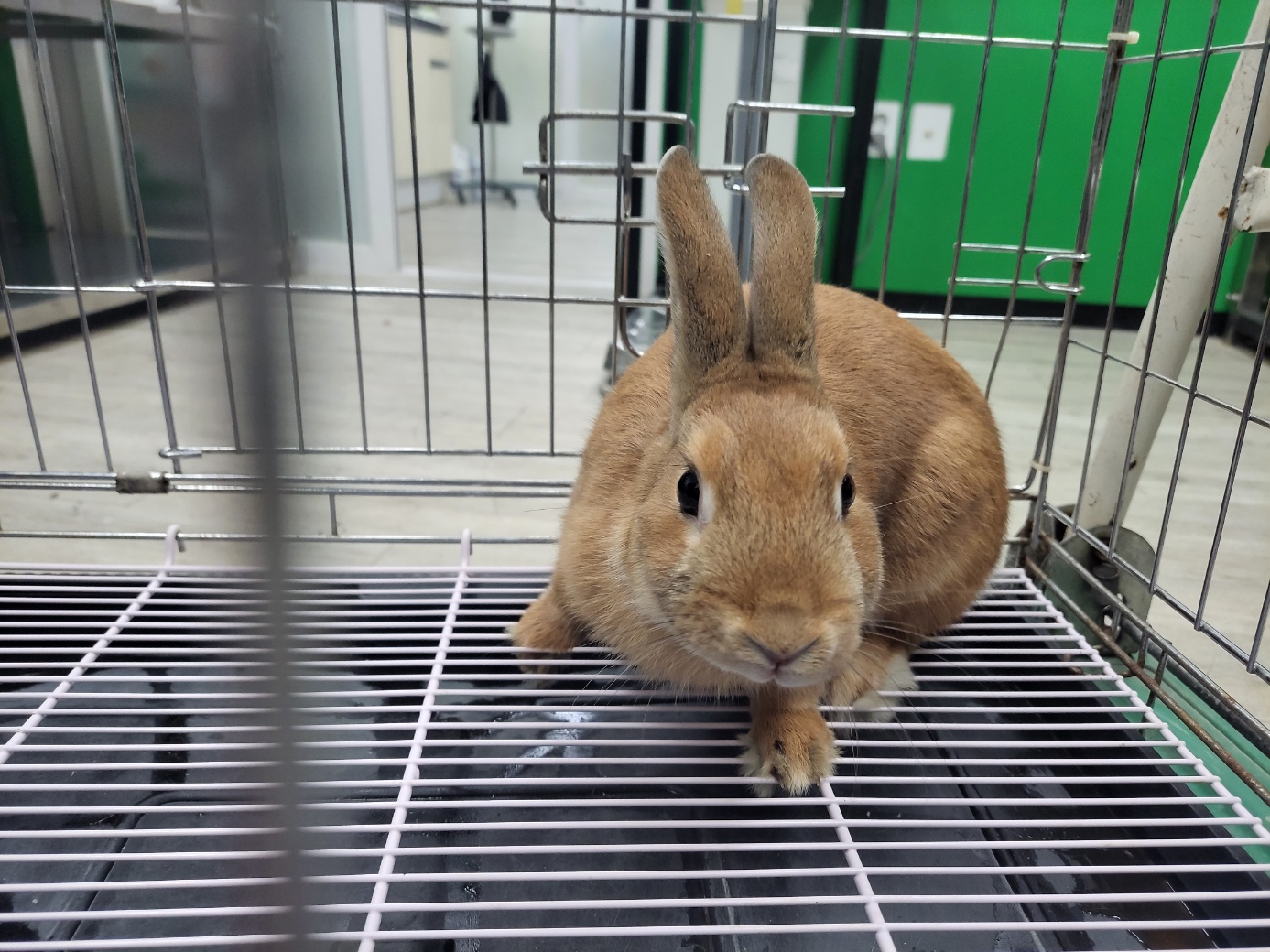 고양시동물보호센터_441394202300417