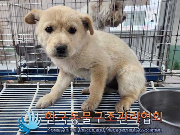 한국동물구조관리협회_441406202300294
