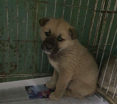 김천시 동물보호센터_447506202300067