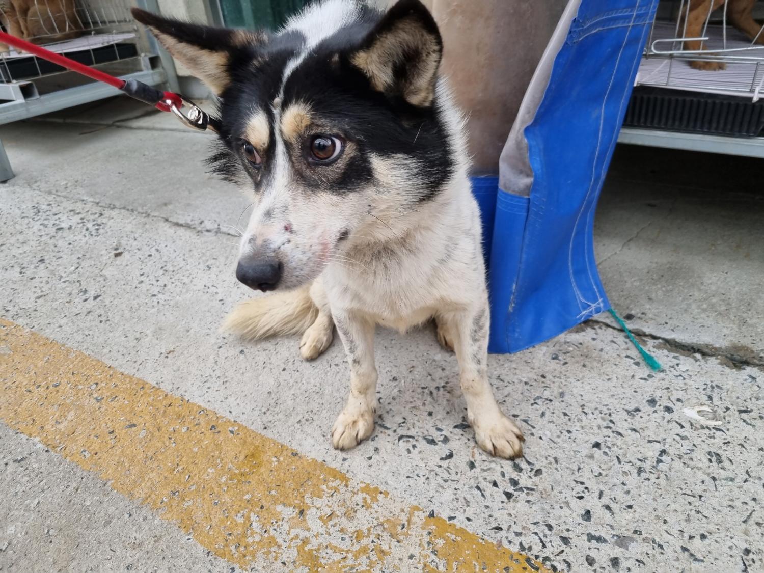 양산시 동물보호센터_448538202300119