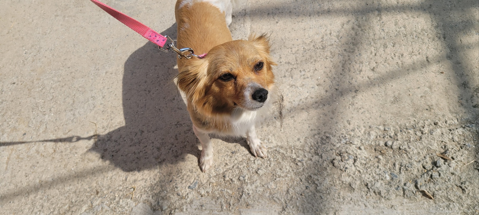 강릉시 동물사랑센터_442420202300128