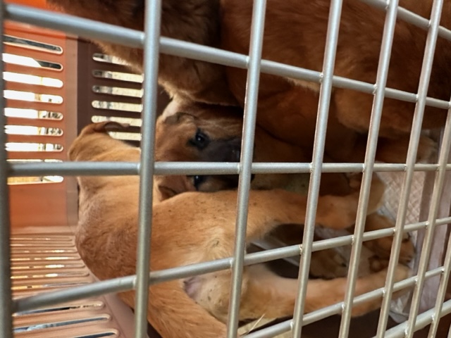 함안군유기동물보호소_448540202300105