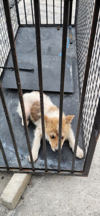익산유기동물보호소_445468202300328