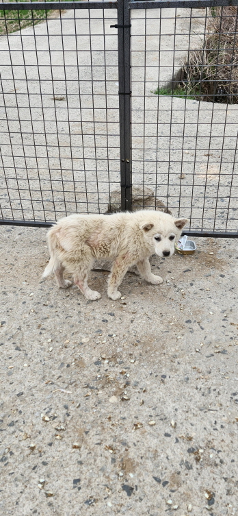 익산유기동물보호소_445468202300326