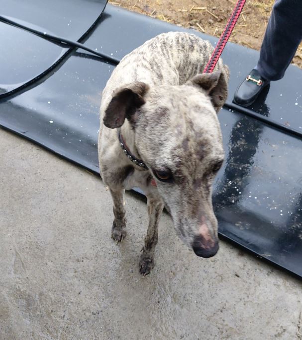 보령시유기동물보호소_444451202300241