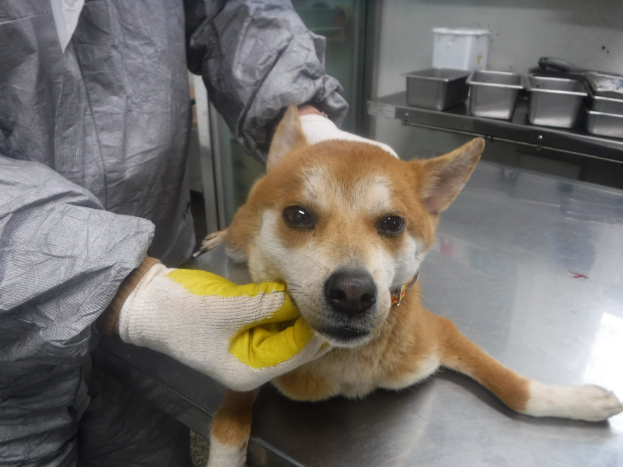 제주 동물보호센터_450650202300917