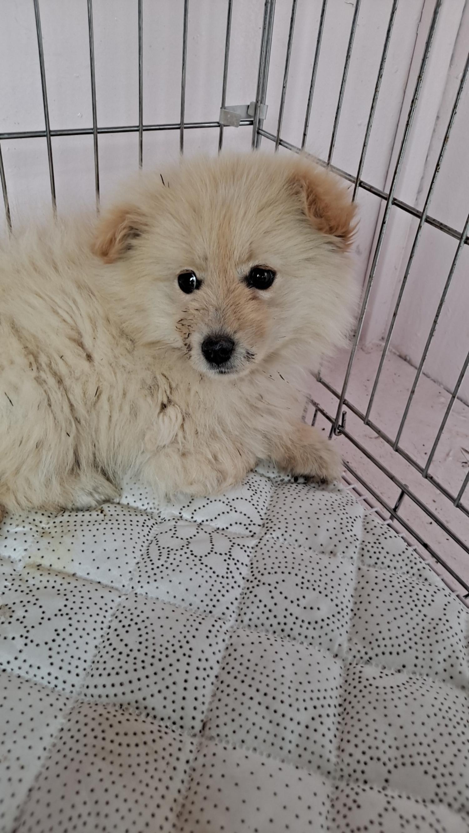 유기동물및관리협회_448535202300213
