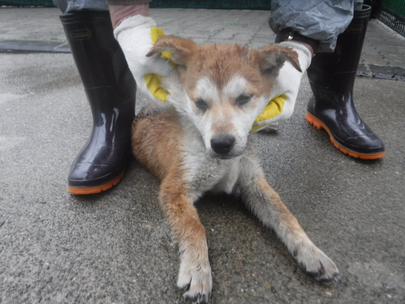 제주 동물보호센터_450650202300896