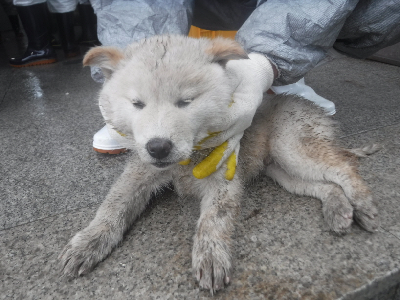 제주 동물보호센터_450650202300913