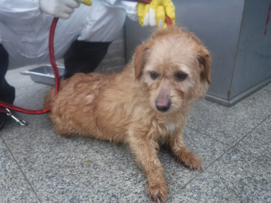 제주 동물보호센터_450650202300915