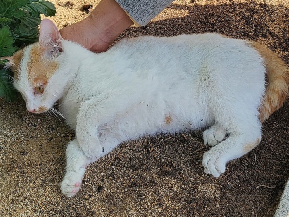 밀양시동물보호센터_448536202300519