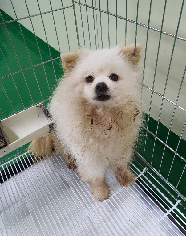 공주시 동물보호소_444450202300083