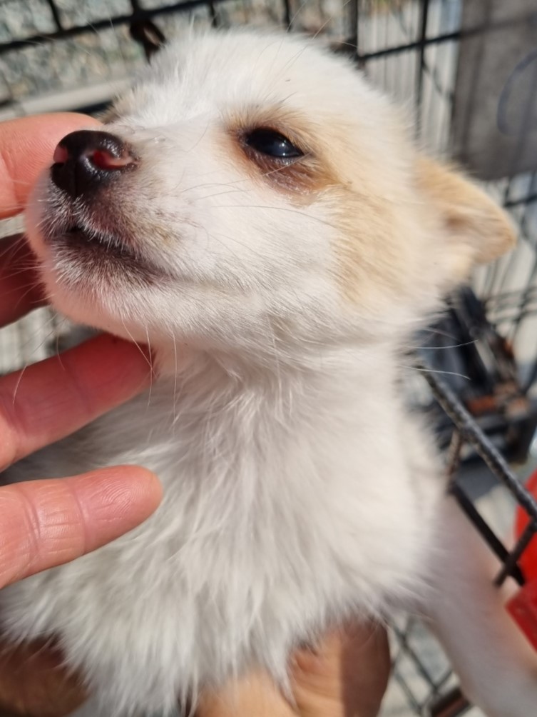 밀양시동물보호센터_448536202300513