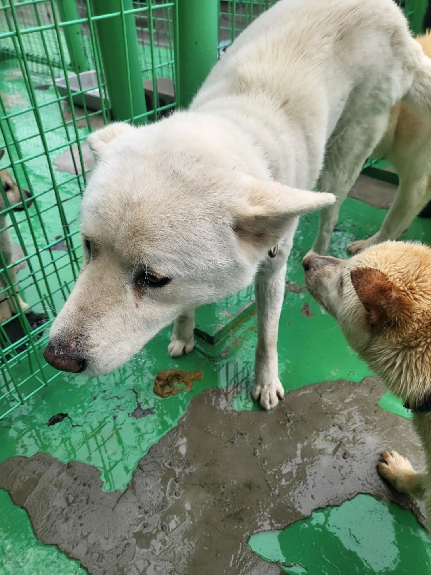 순천시유기동물보호소_446482202300158
