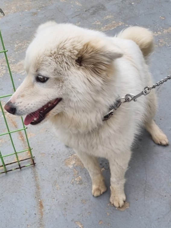 밀양시동물보호센터_448536202300508