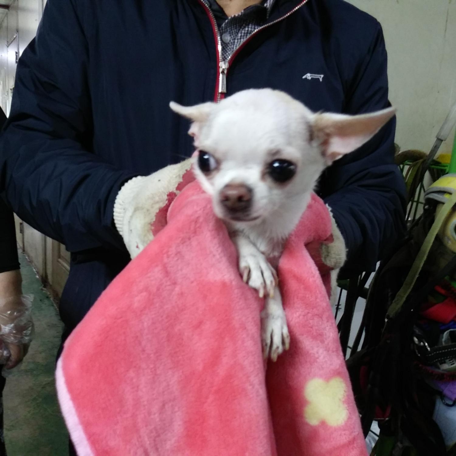 인천광역시수의사회_428353202300252
