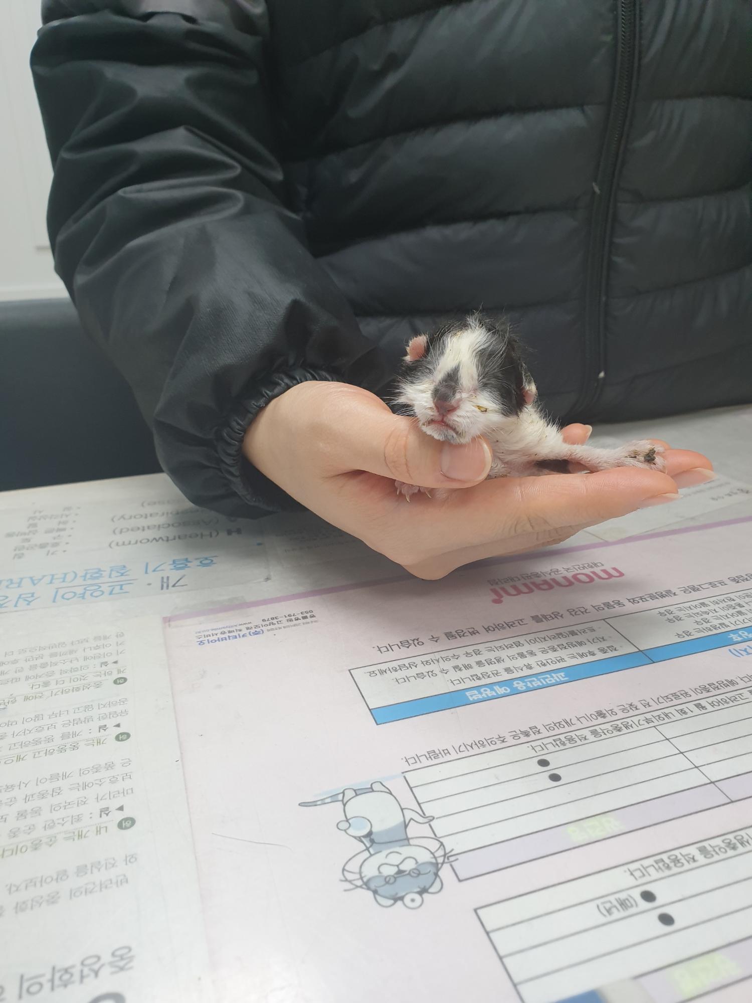 대구시수의사회(평리)_427343202300137