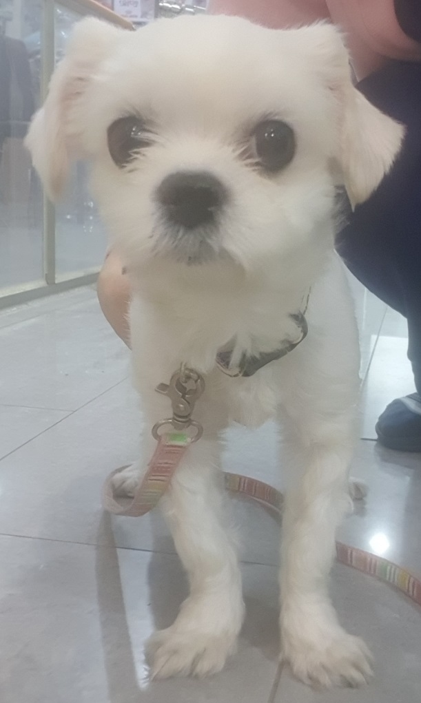 펫앤쉘터동물병원_441378202300188
