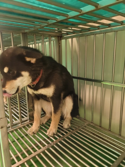 누리동물병원_426333202300083