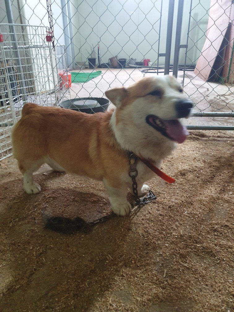 고령군 임시보호소_447520202300171