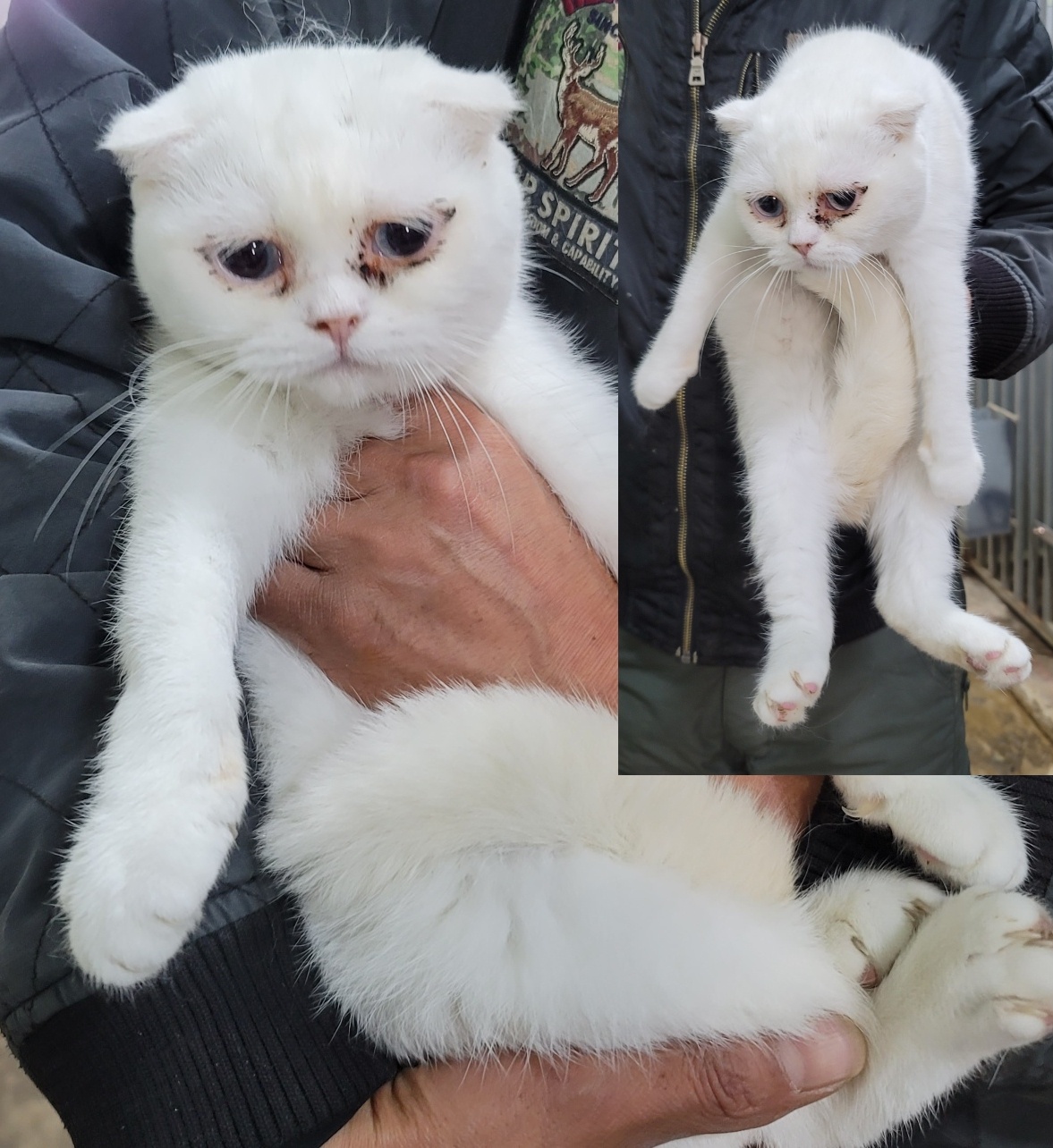 평택시유기동물보호소_441391202300602