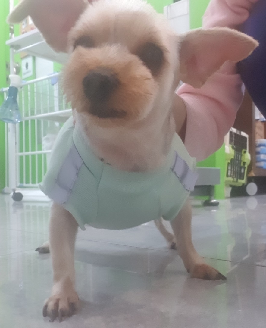 펫앤쉘터동물병원_441378202300189
