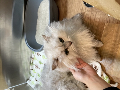 누리동물병원_426333202300084