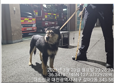 대전동물보호센터_430366202300072