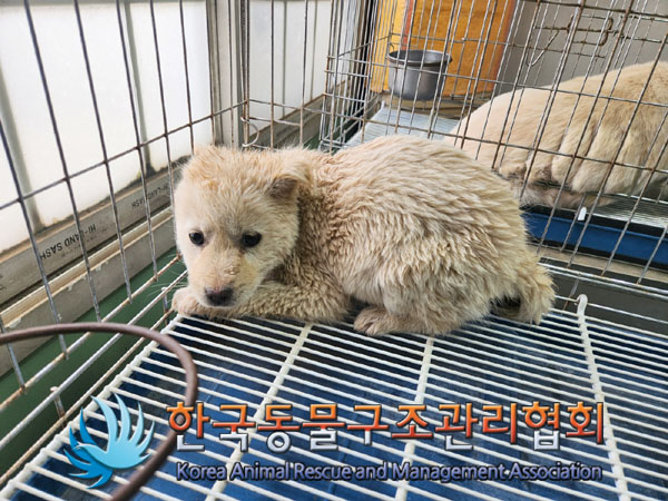 한국동물구조관리협회_441409202300317