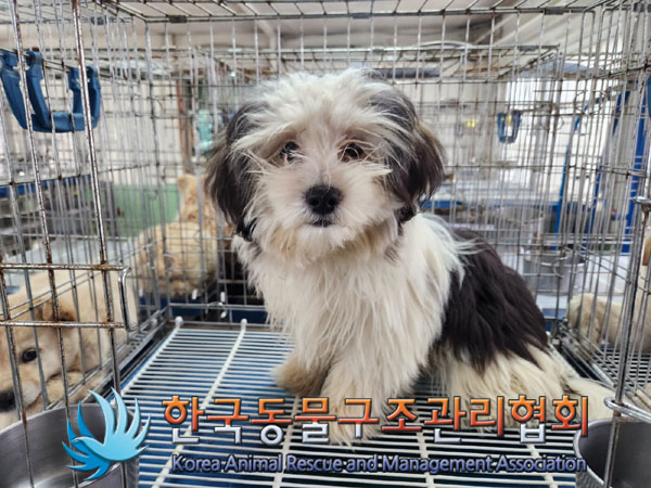 한국동물구조관리협회_441406202300296