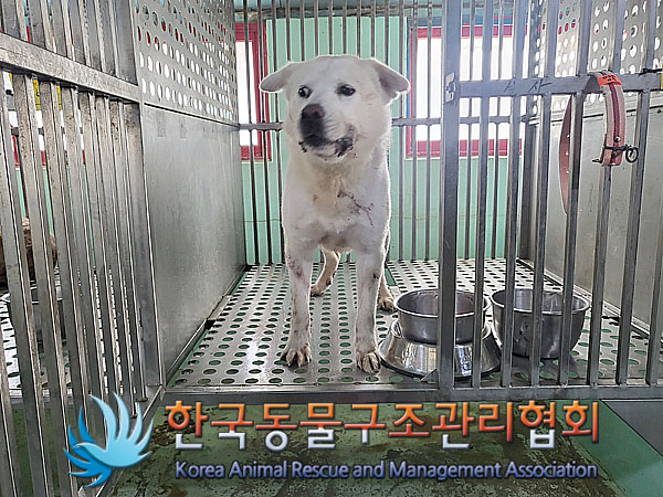 한국동물구조관리협회_441409202300318