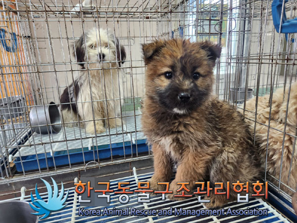 한국동물구조관리협회_441409202300316