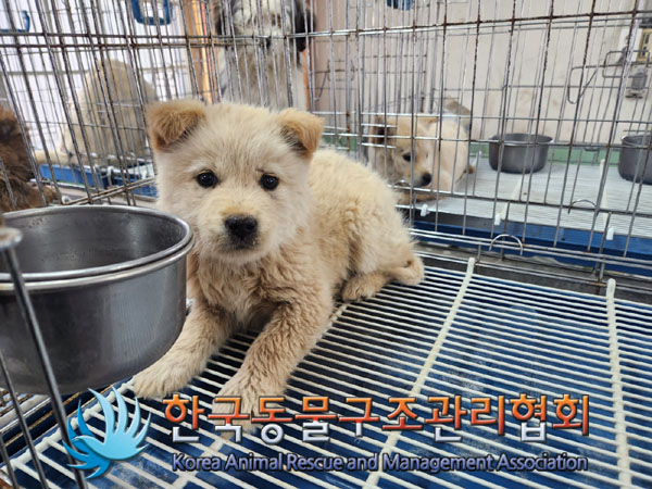 한국동물구조관리협회_441409202300315