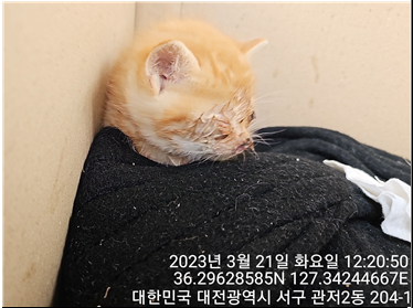 대전동물보호센터_430366202300073
