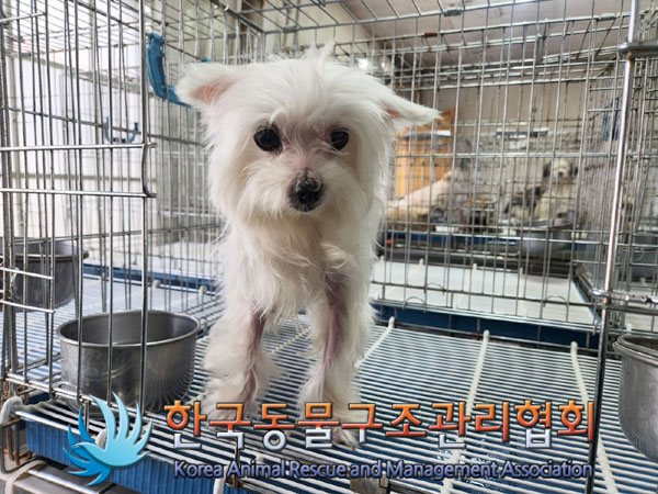 한국동물구조관리협회_411310202300064