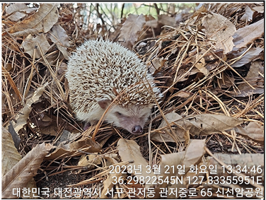 대전동물보호센터_430366202300074