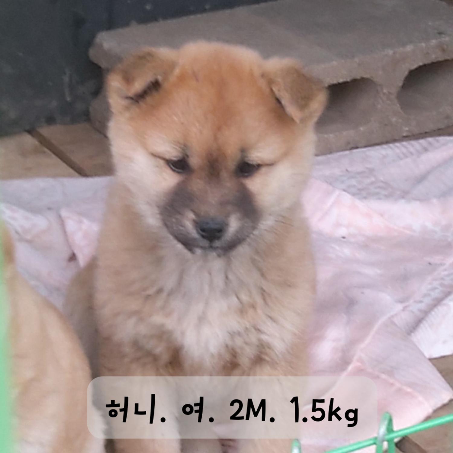 보호중 믹스견의 가…