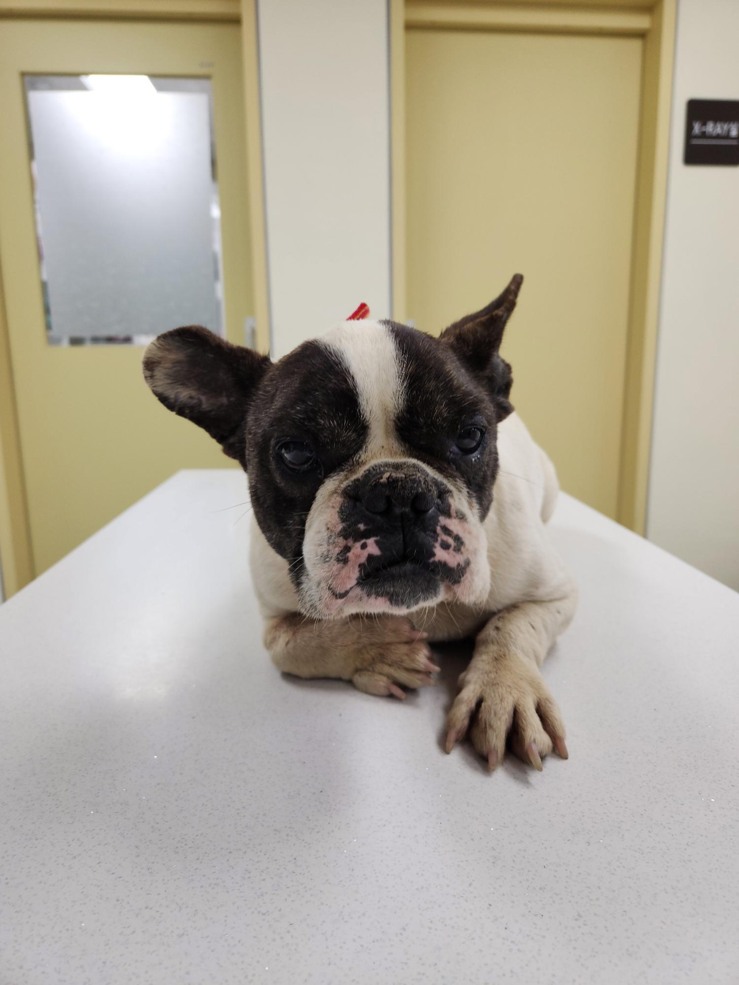 아산동물복지지원센터_444452202300324