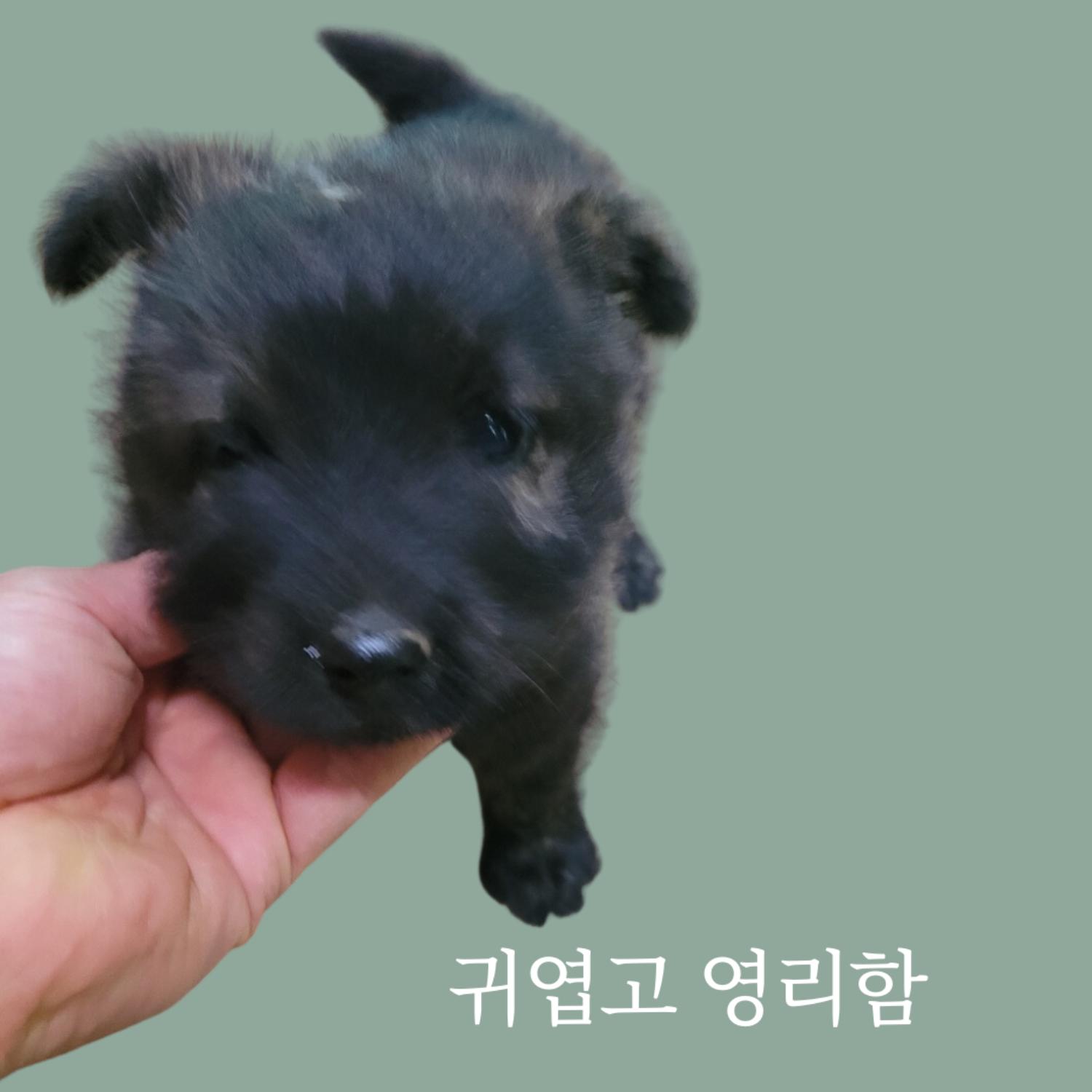 청도군동물보호소_447519202300102