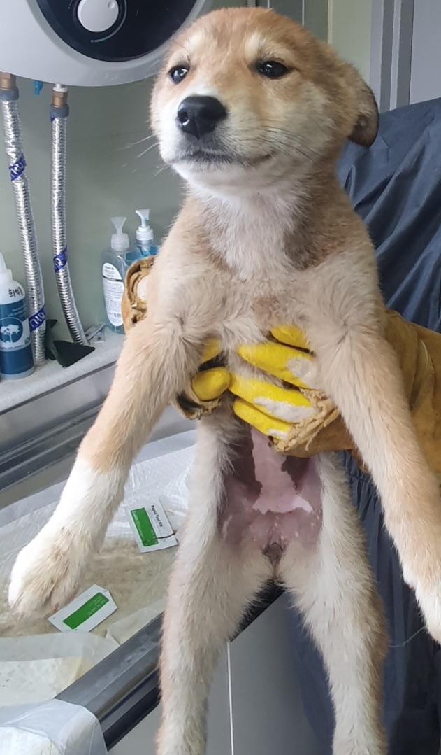 구례군동물보호센터_446487202300044