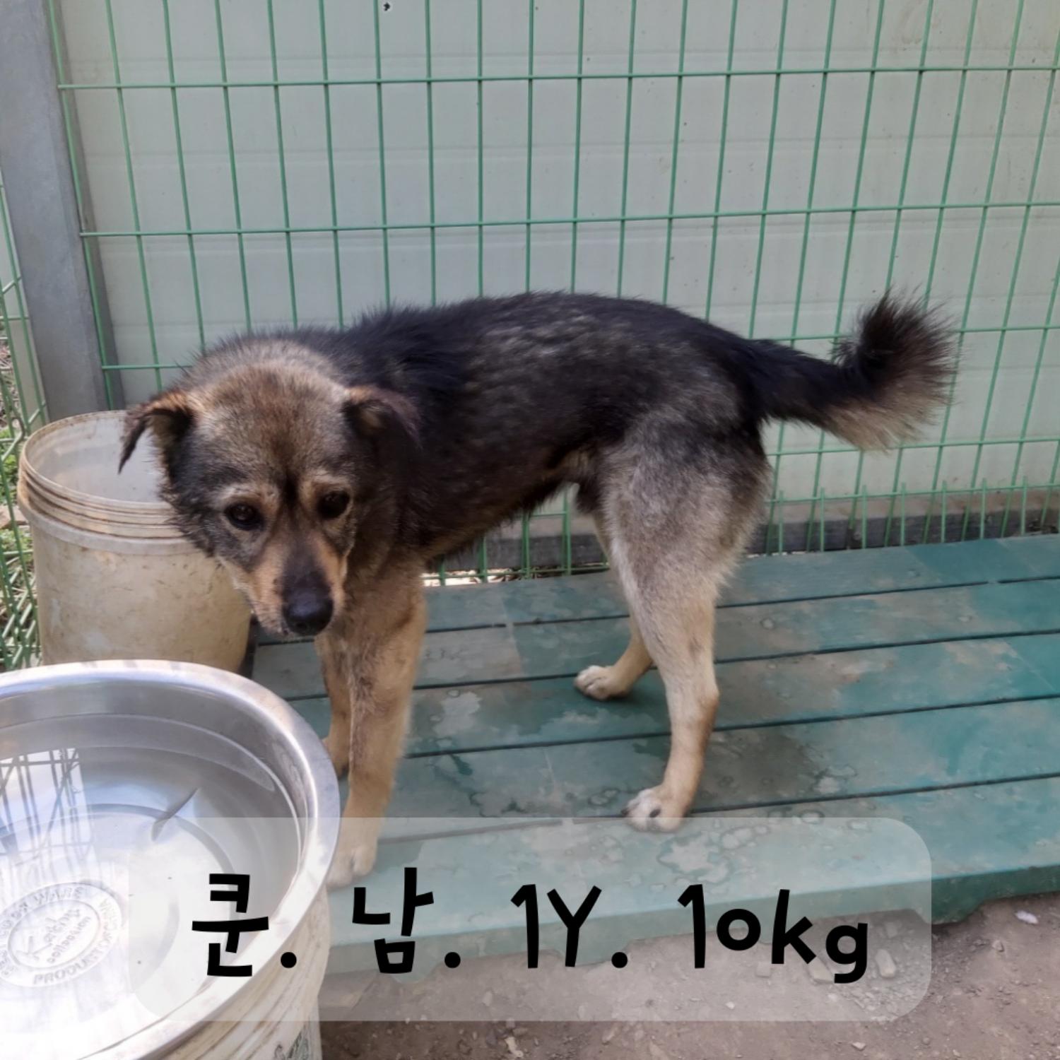 보호중 믹스견의 가…
